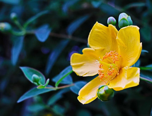The Homeopathy Series: Potencies, Featured Remedy – Hypericum Perforatum